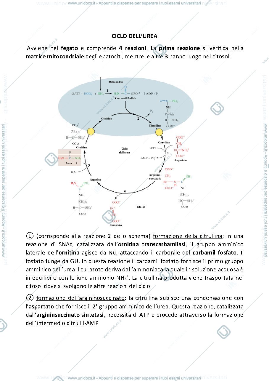 Anteprima pagina 1 — ciclo dell'urea