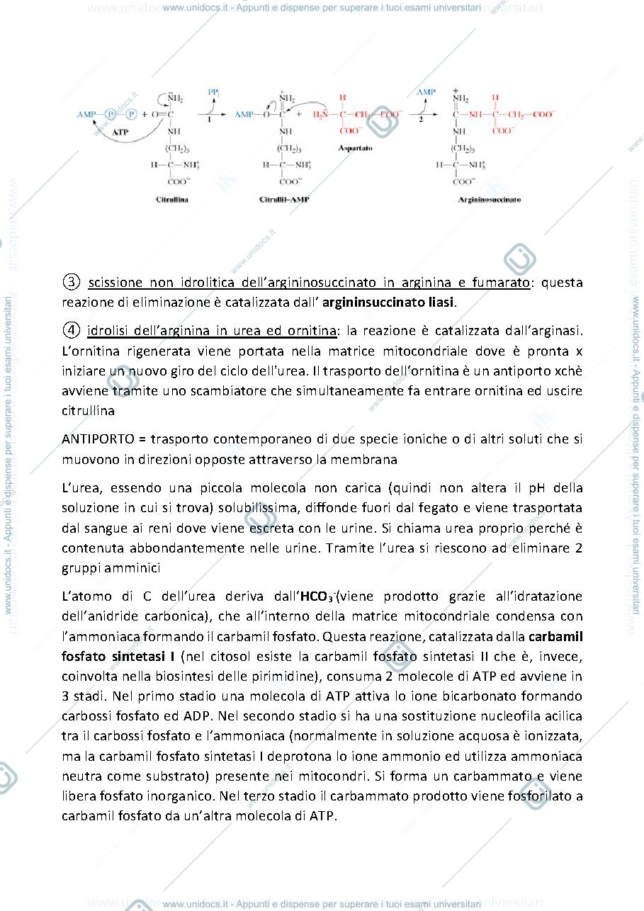 Anteprima pagina 2 — ciclo dell'urea