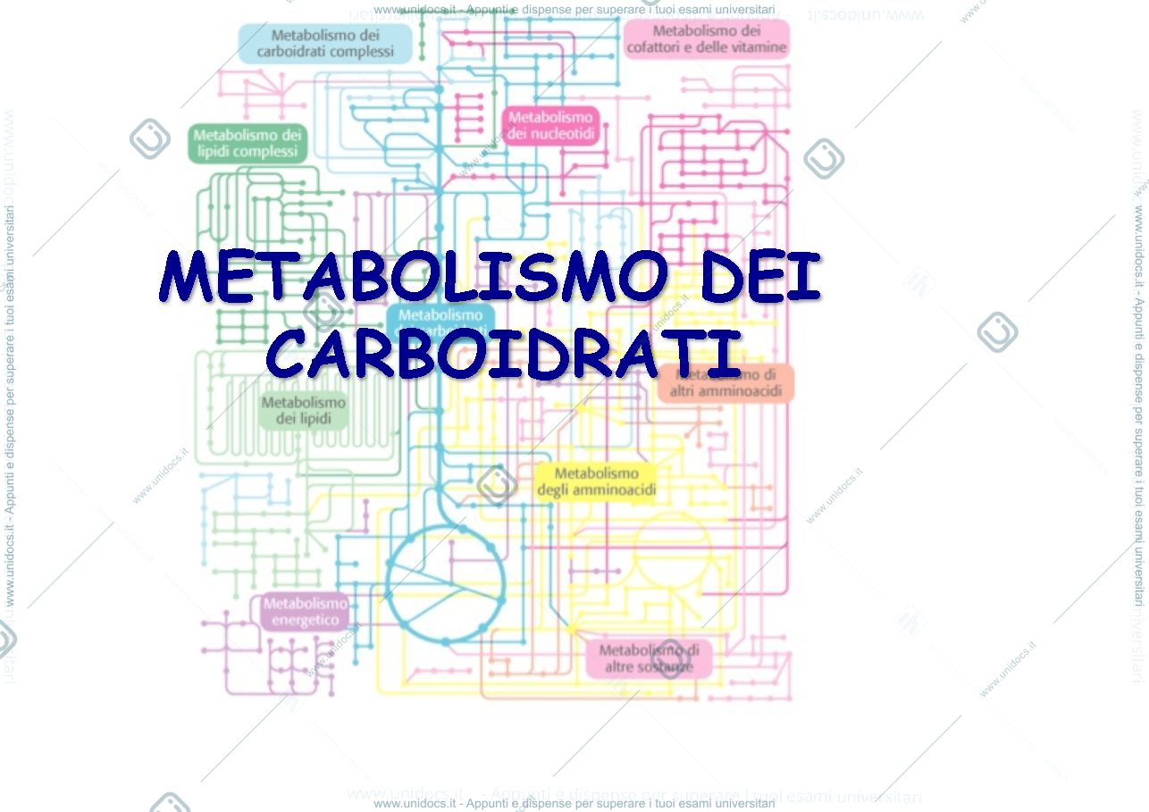 Anteprima pagina 1 — metabolismo carboidrati