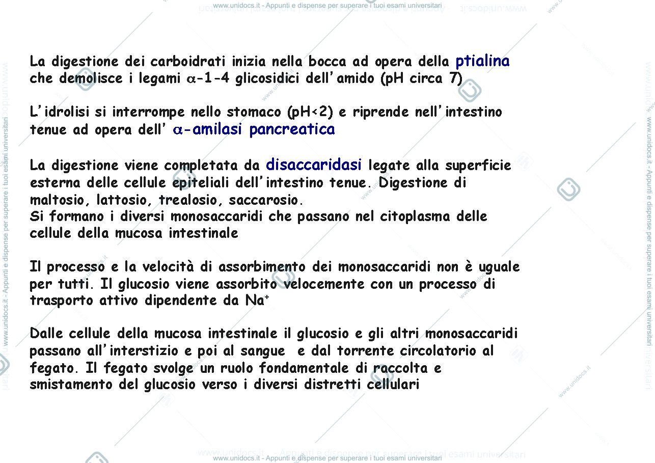 Anteprima pagina 3 — metabolismo carboidrati