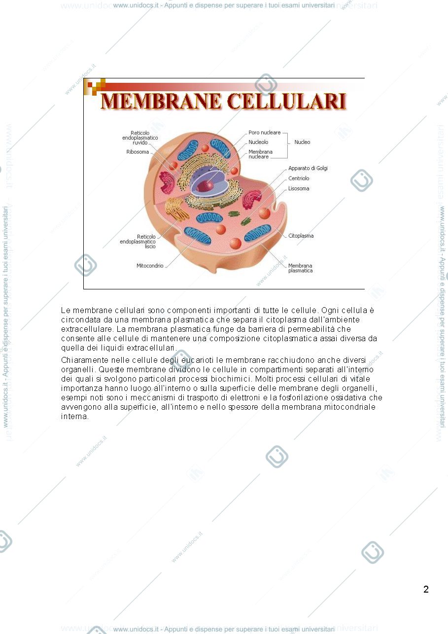 Anteprima pagina 2 — i lipidi di membrana