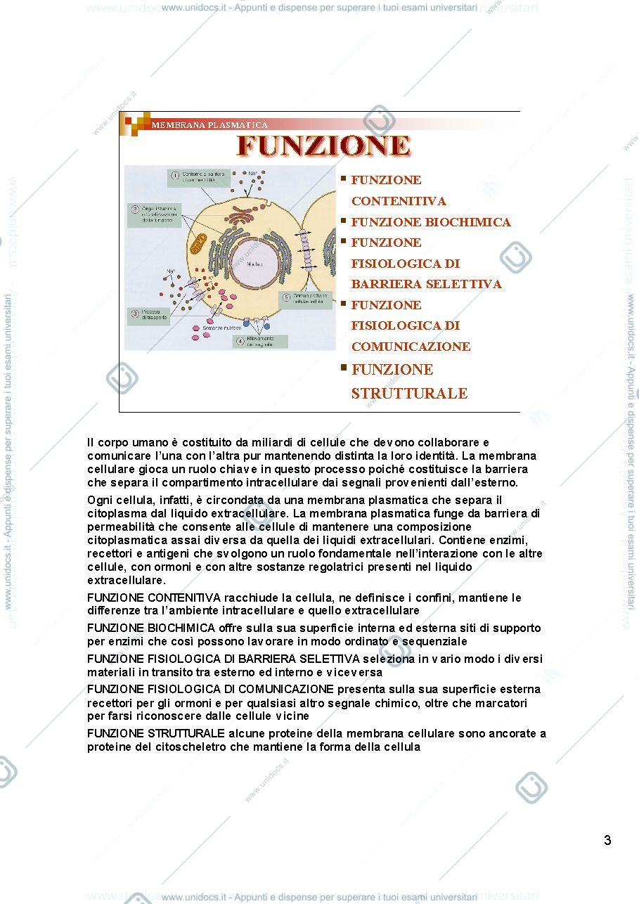 Anteprima pagina 3 — i lipidi di membrana