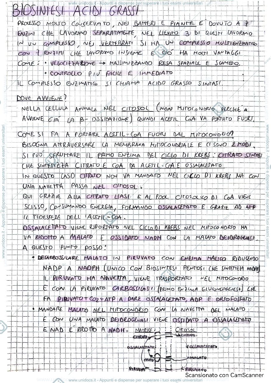 Anteprima pagina 1 — Biosintesi acidi grassi