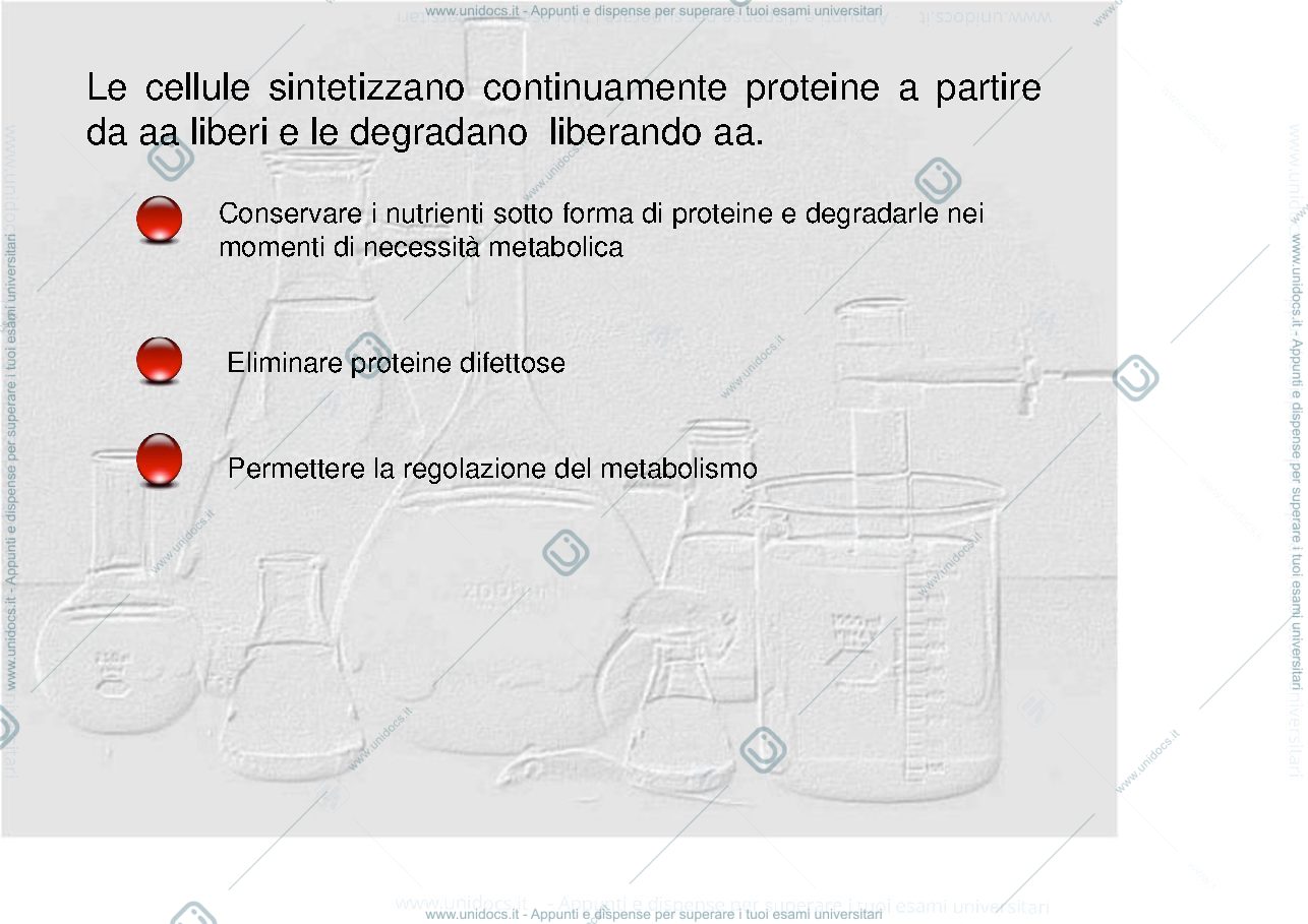 Anteprima pagina 2 — metabolismo delle proteine