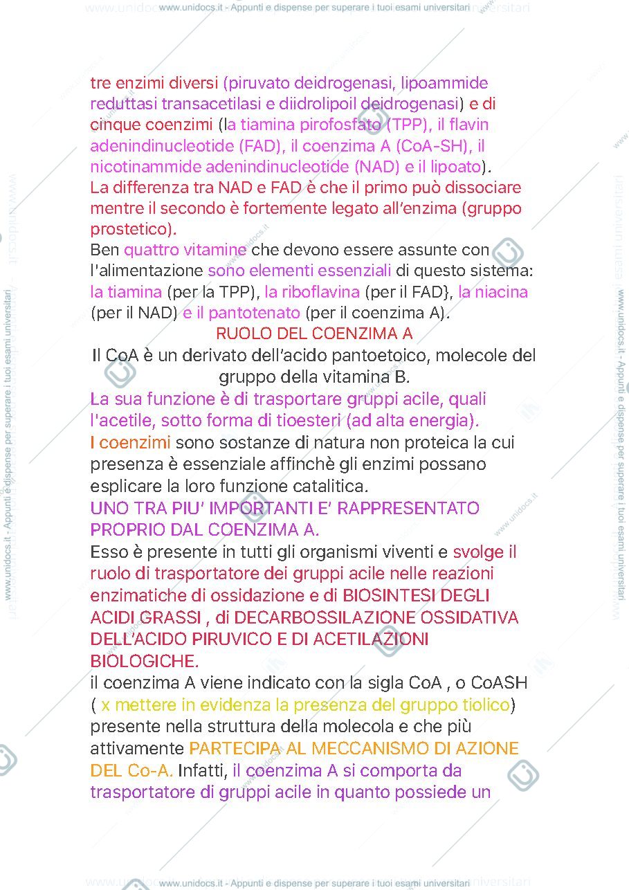 Anteprima pagina 2 — Ciclo di Krebs