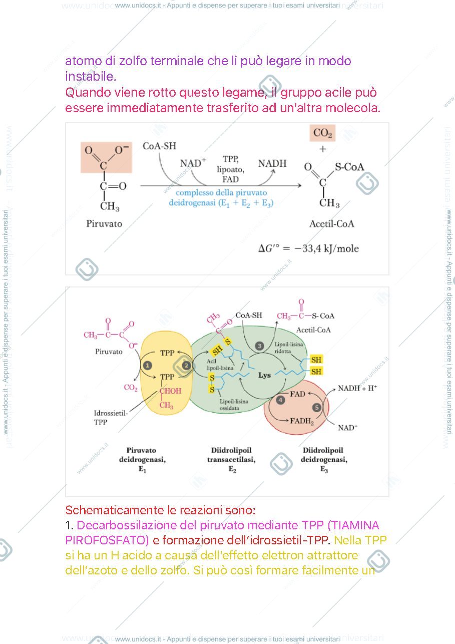 Anteprima pagina 3 — Ciclo di Krebs