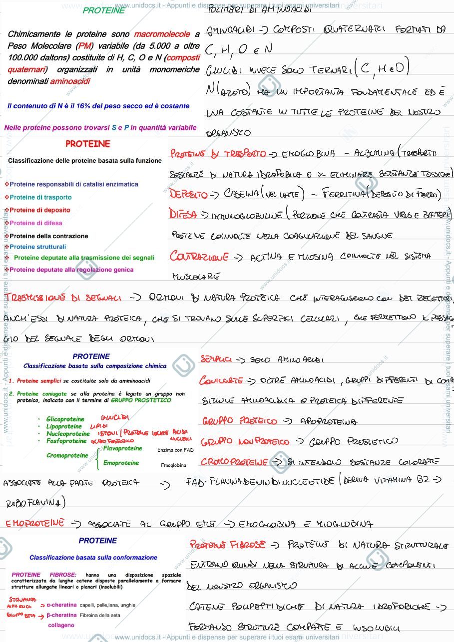 Anteprima pagina 1 — Proteine