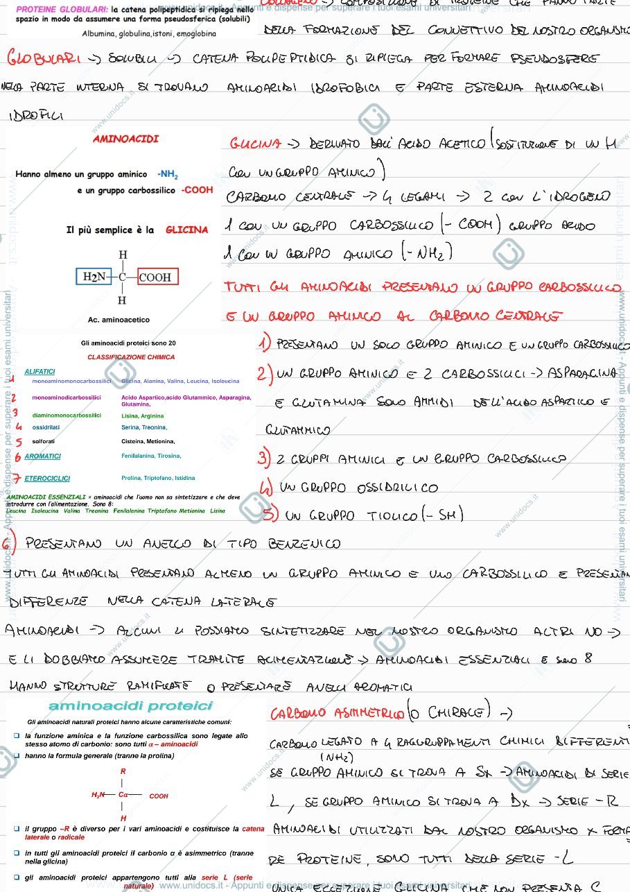 Anteprima pagina 2 — Proteine