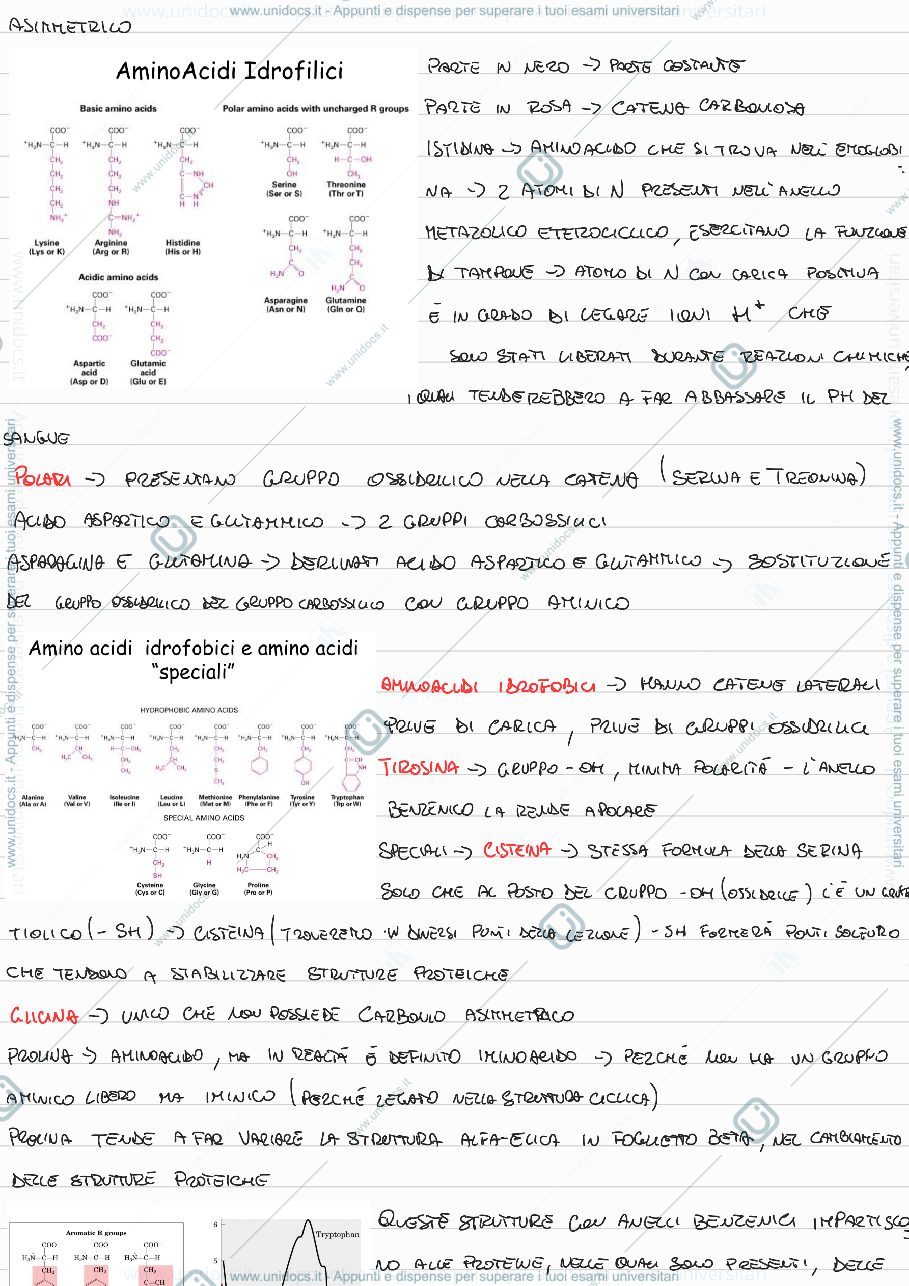 Anteprima pagina 3 — Proteine