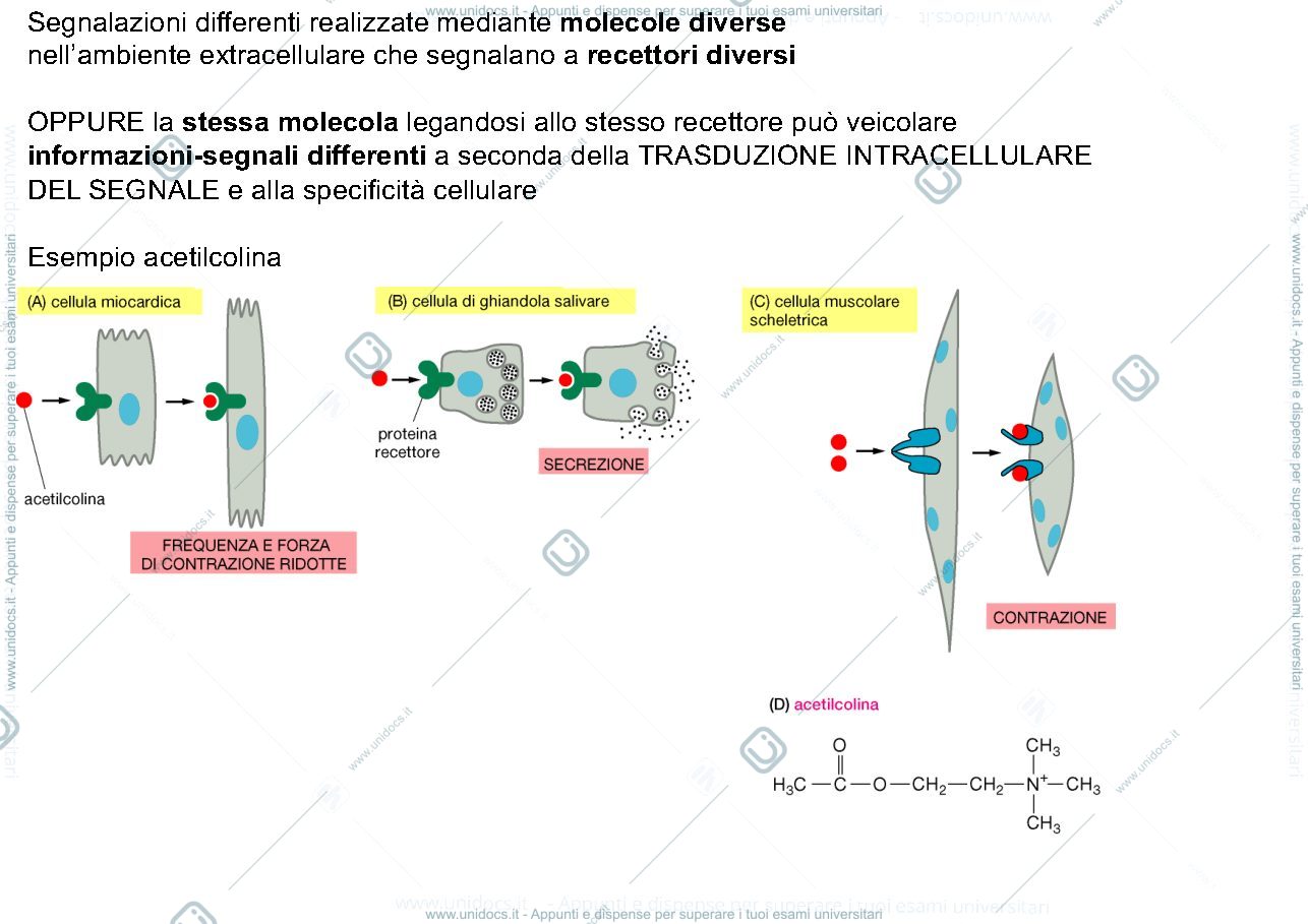 Anteprima pagina 4 — Comunicazione Cellulare