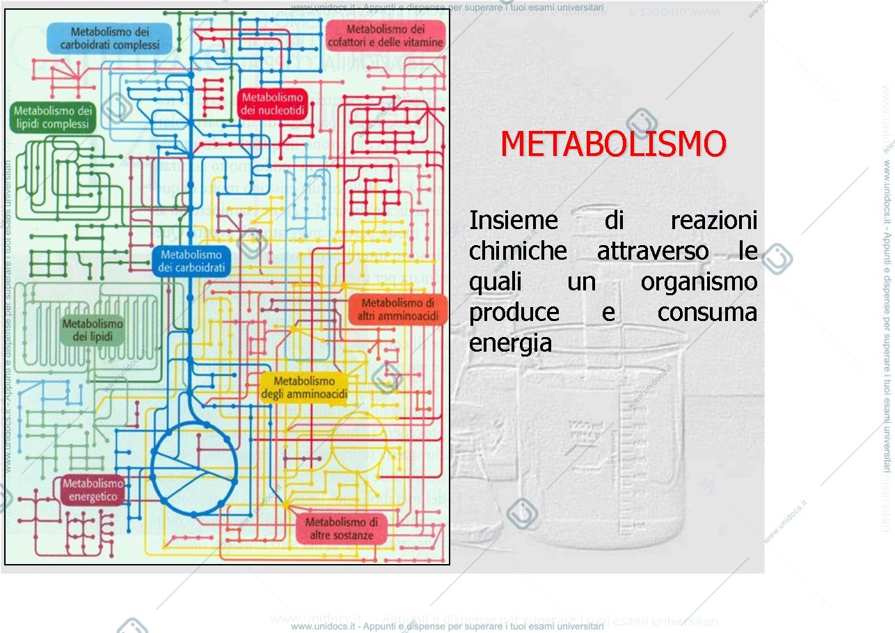 Anteprima pagina 2 — metabolismo