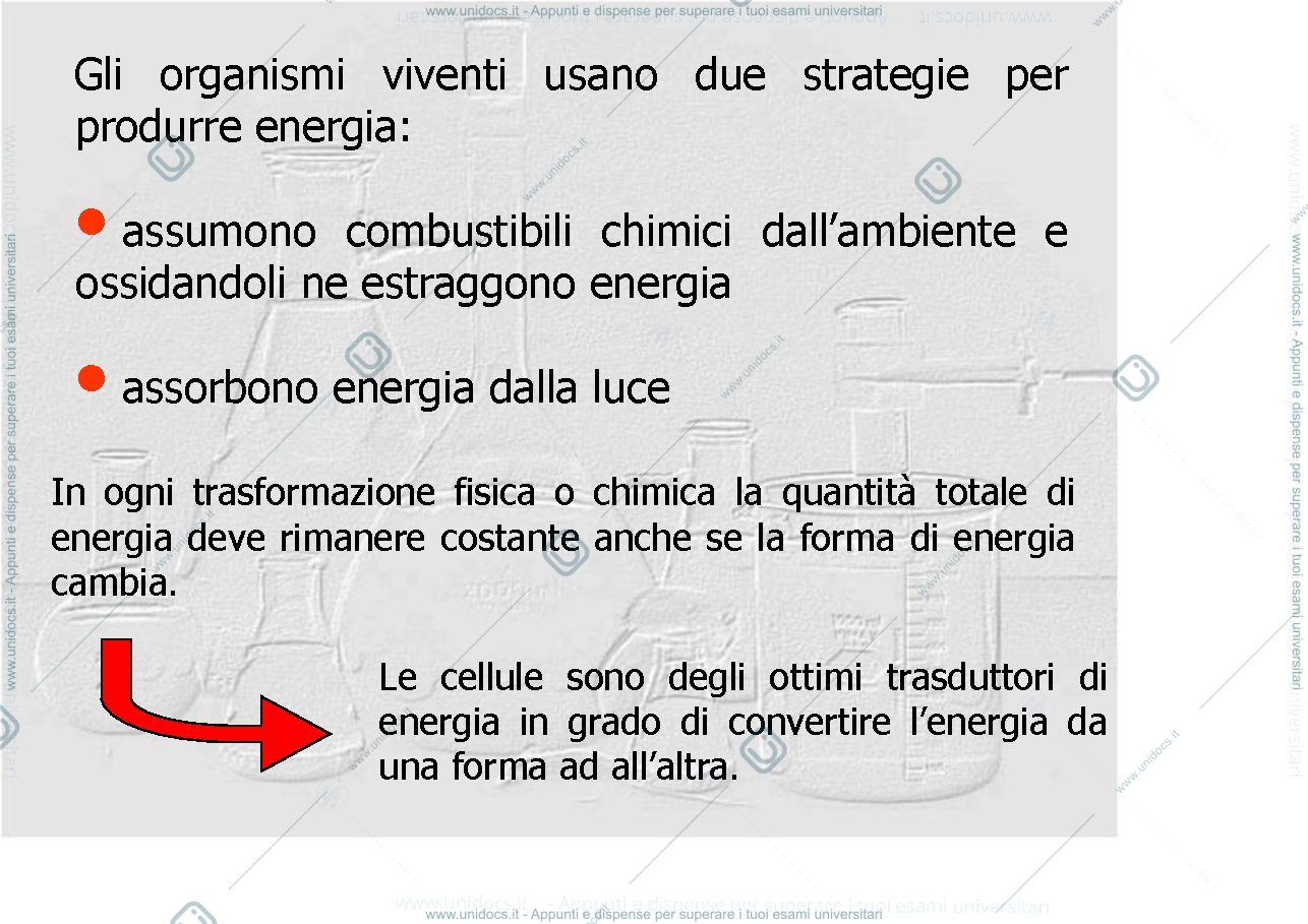 Anteprima pagina 3 — metabolismo