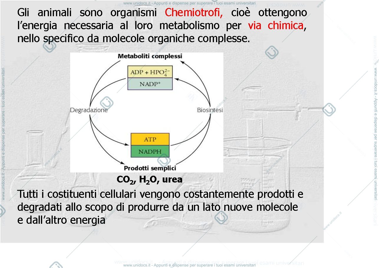 Anteprima pagina 4 — metabolismo