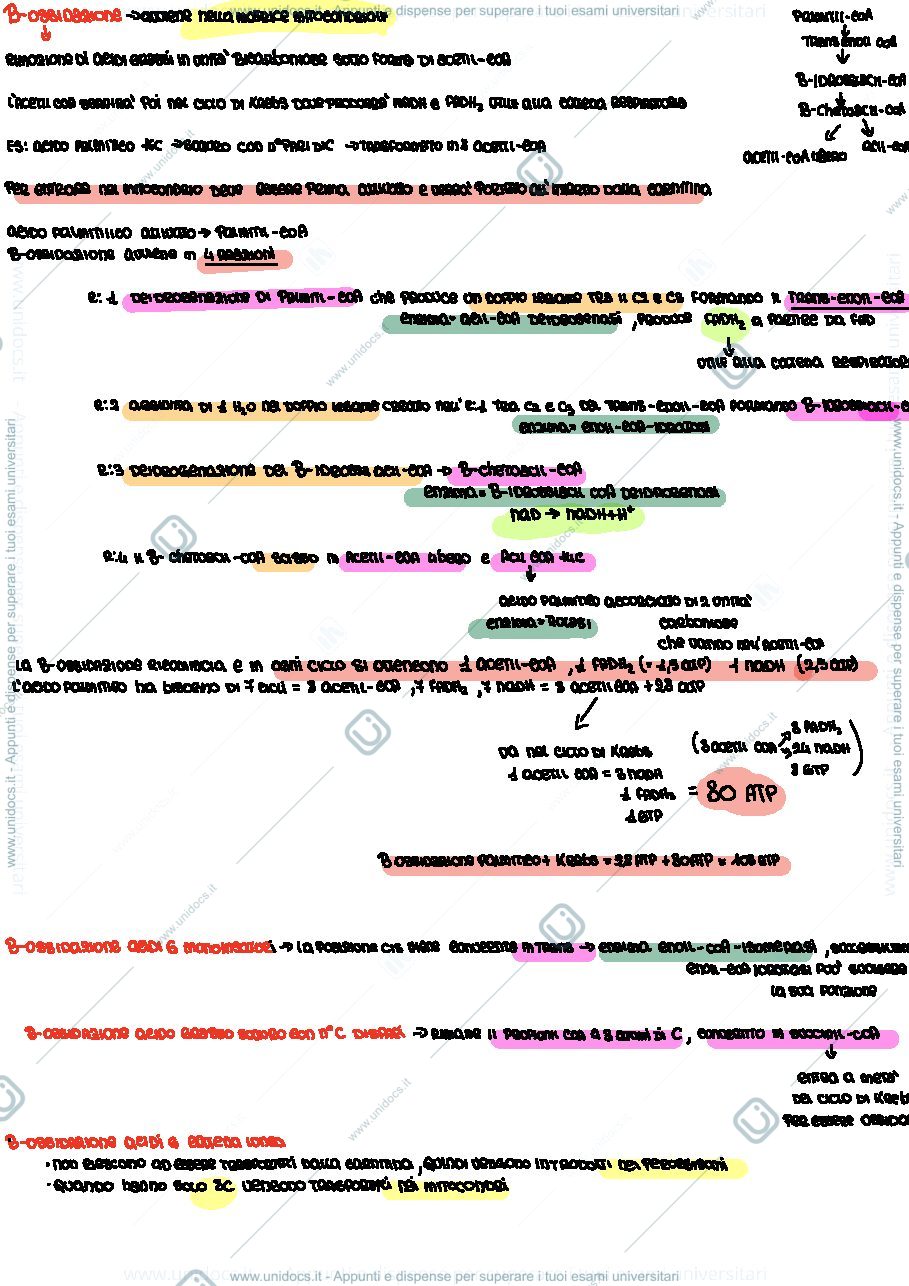 Anteprima pagina 1 — Metabolismo acidi grassi 