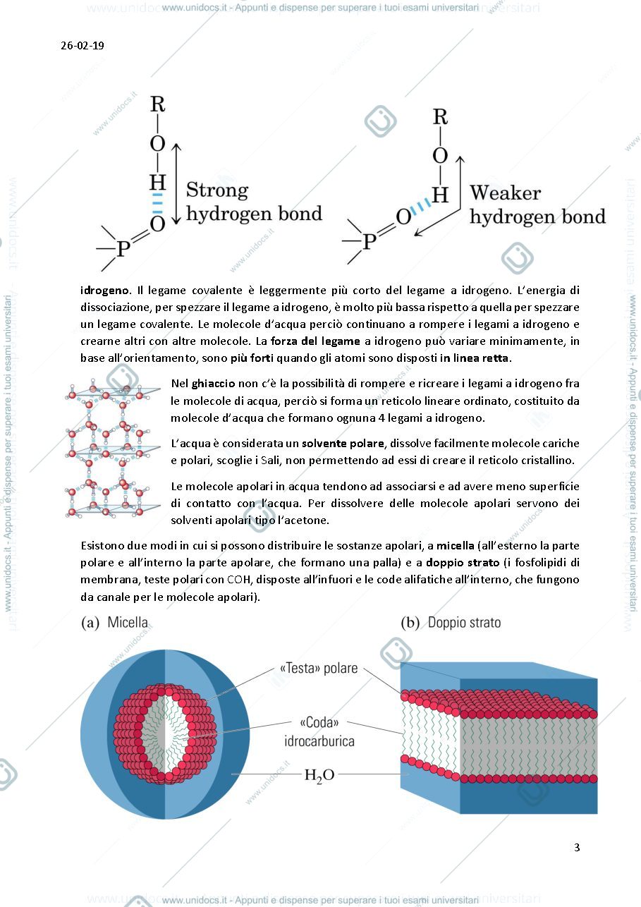 Anteprima pagina 3 — Biochimica 