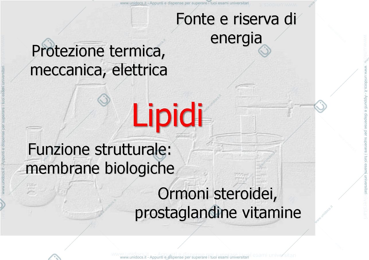 Anteprima pagina 3 — meatabolismo dei lipidi