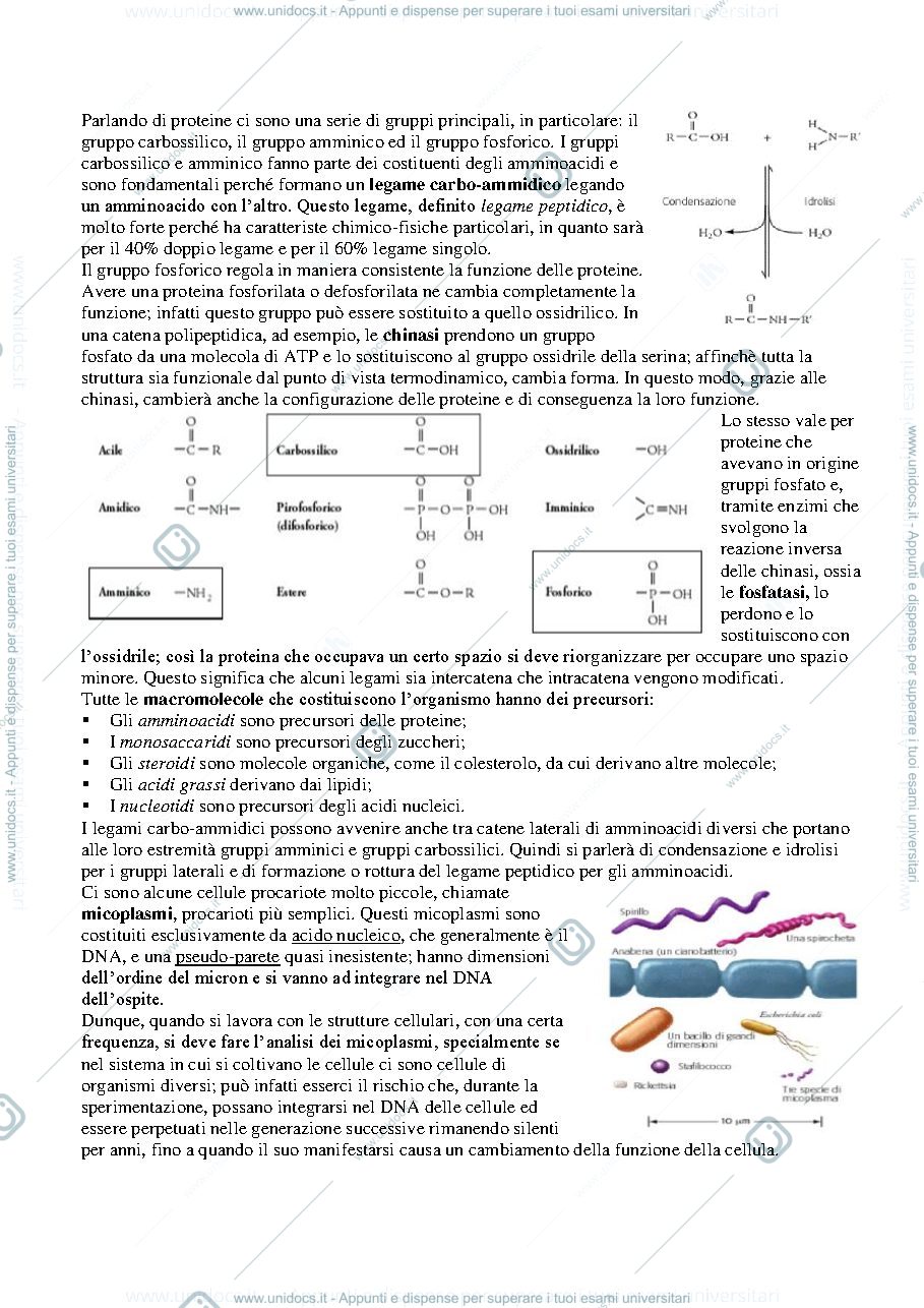 Anteprima pagina 3 — Biochimica
