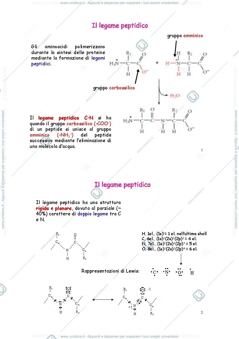 Anteprima pagina 1 — NATURA DEL LEGAME PEPTIDICO