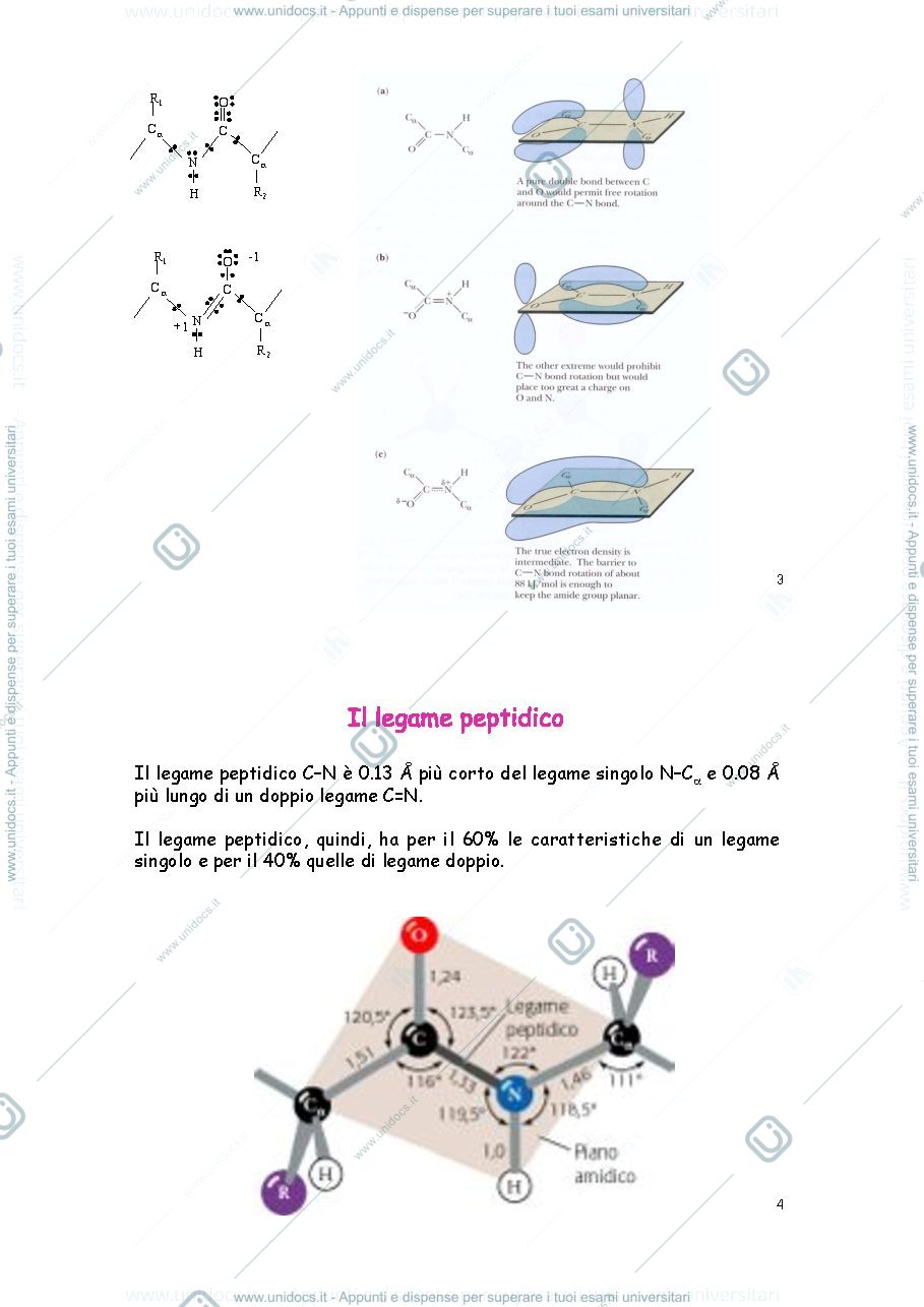 Anteprima pagina 2 — NATURA DEL LEGAME PEPTIDICO