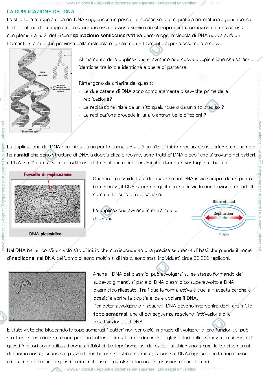 Anteprima pagina 1 — La duplicazione del DNA biochimica