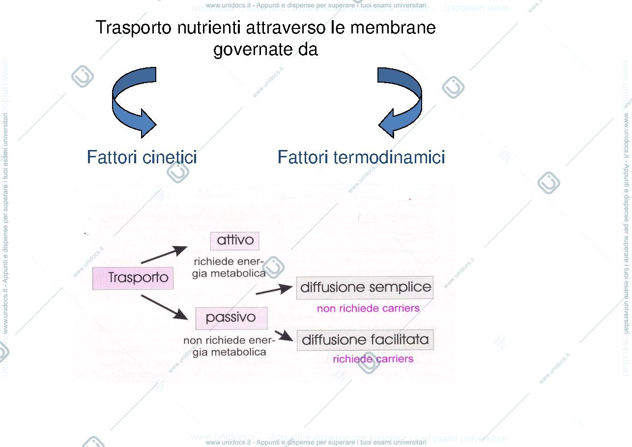 Anteprima pagina 3 — il trasporto