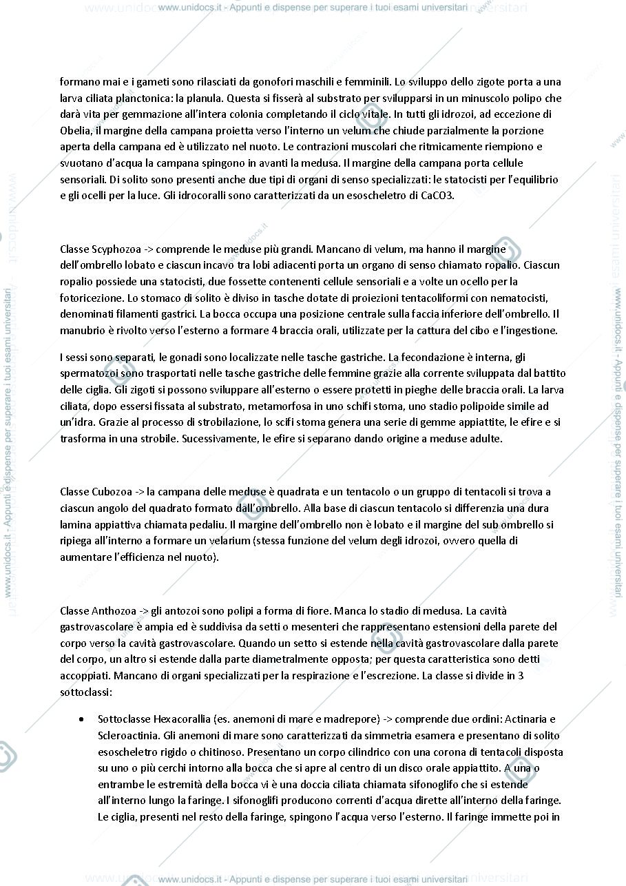 Anteprima pagina 3 — Cnidaria