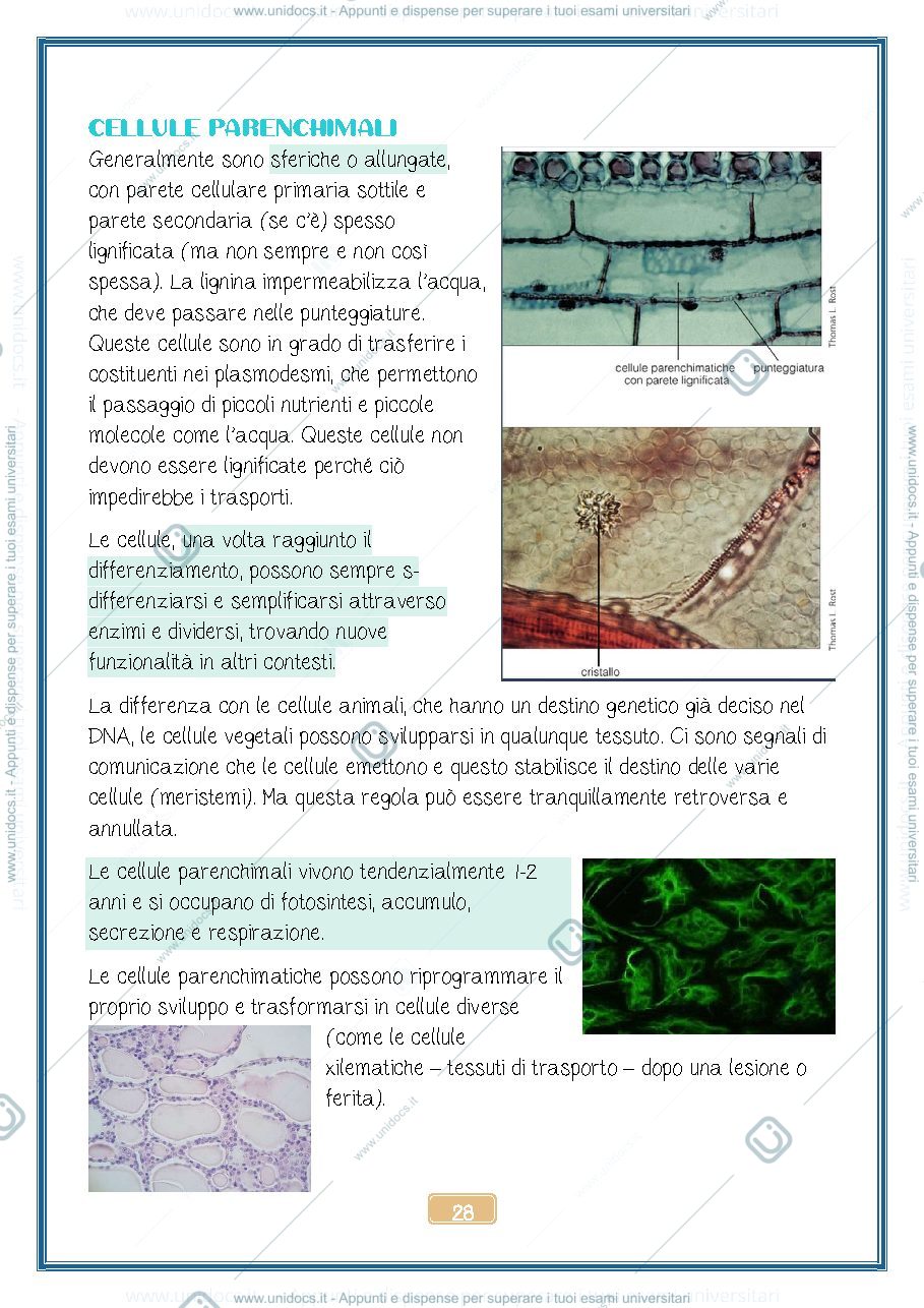 Anteprima pagina 2 — Tessuti Vegetali