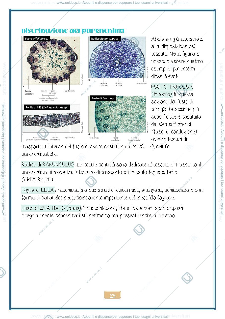 Anteprima pagina 3 — Tessuti Vegetali