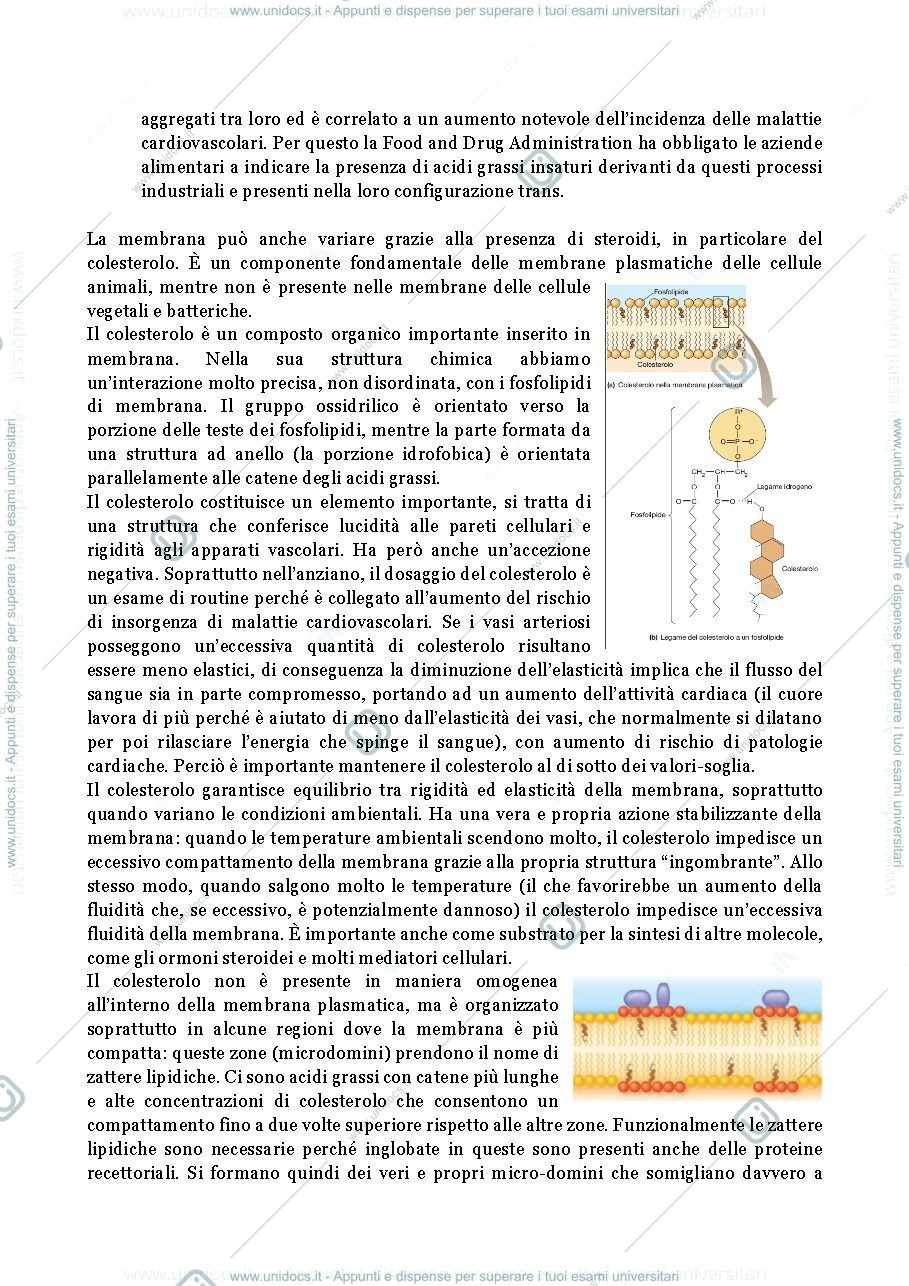 Anteprima pagina 2 — La Membrana