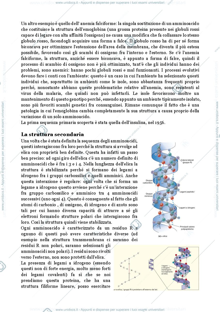 Anteprima pagina 2 — Le proteine 