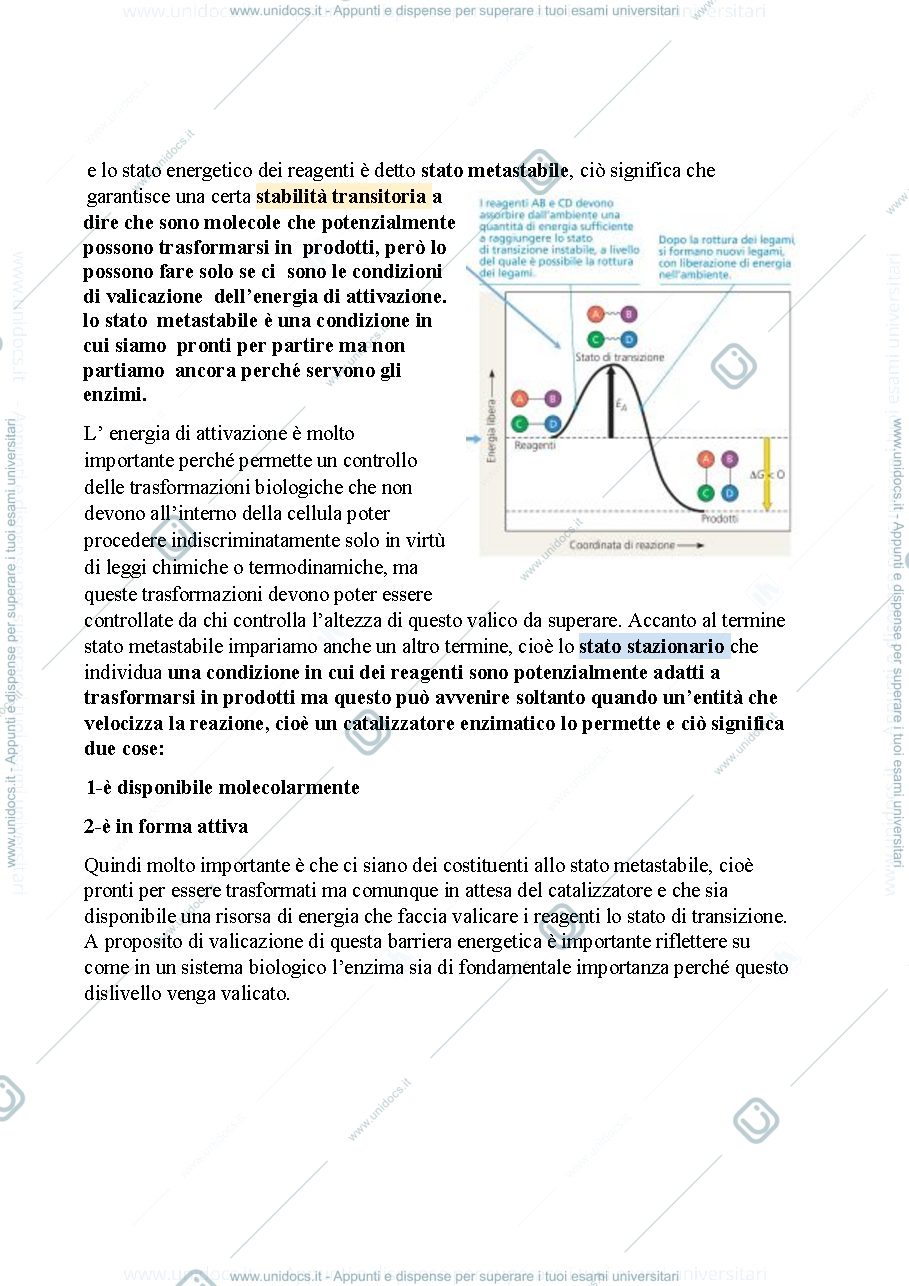 Anteprima pagina 2 —  Biologia, lezione 5- GLI ENZIMI