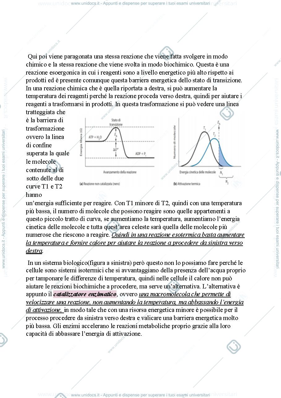 Anteprima pagina 3 —  Biologia, lezione 5- GLI ENZIMI