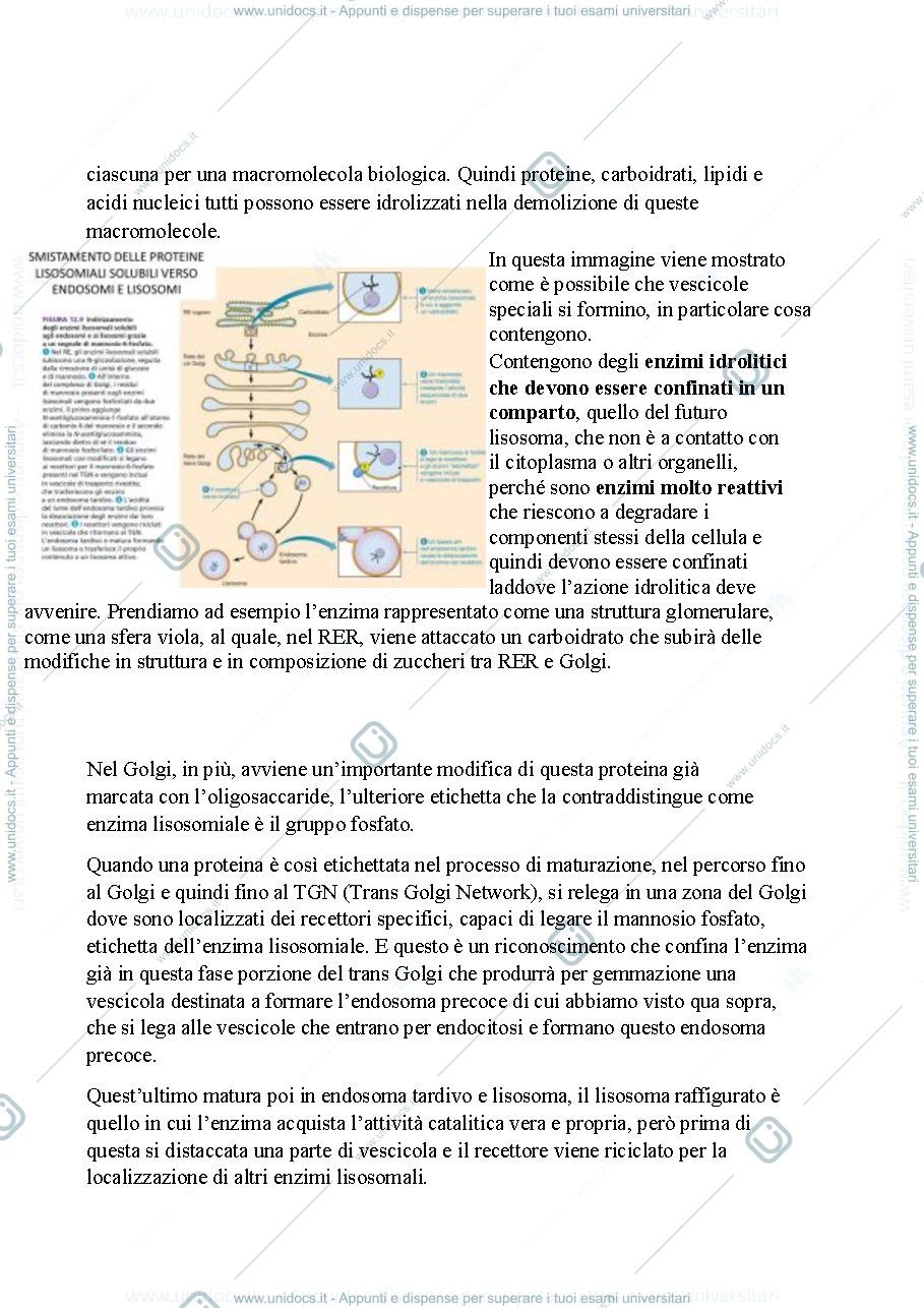 Anteprima pagina 2 — Biologia, lezione 9- ORGANULI CELLULARI