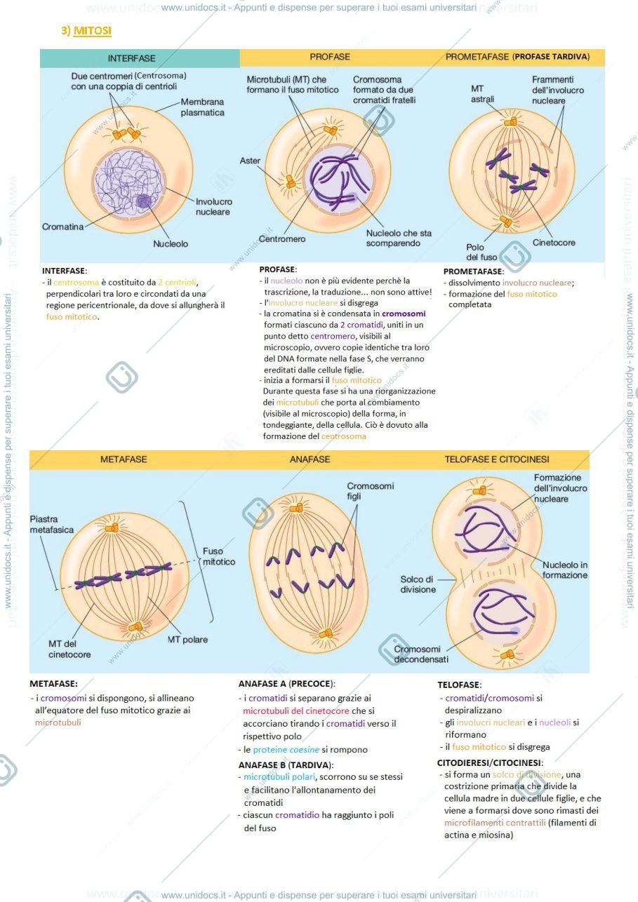Anteprima pagina 2 — Biologia animale e vegetale