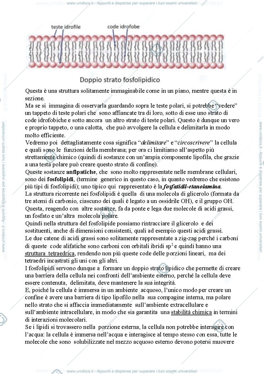 Anteprima pagina 2 — Biologia, lezione 2