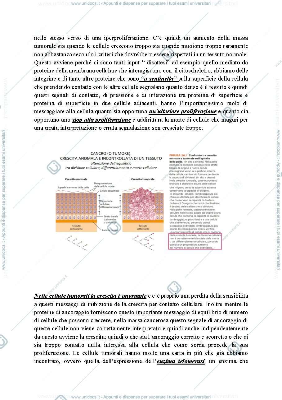 Anteprima pagina 3 — Biologia, lezione 19- TRASFORMAZIONE NEOPLASTICA, RIPRODUZIONE SESSUALE, MEIOSI, VARIABILITA' GENETICA