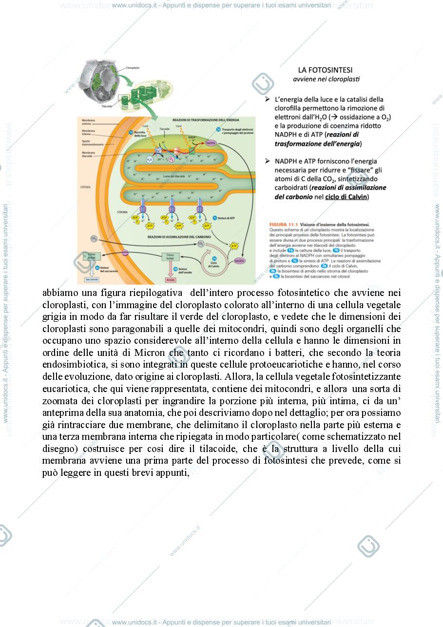 Anteprima pagina 2 — Biologia, lezione 8- METABOLISMO ENERGETICO FOTOTROFO
