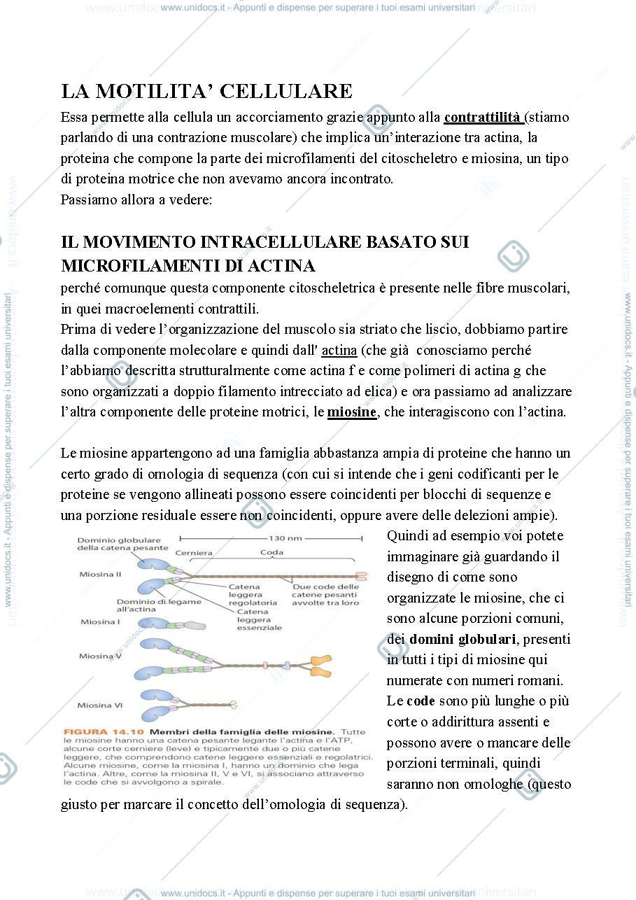 Anteprima pagina 1 — Biologia, lezione 11- LA MOTILITA' CELLULARE
