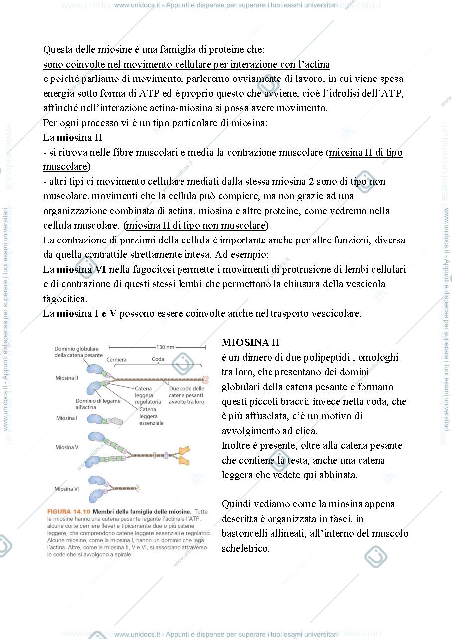 Anteprima pagina 2 — Biologia, lezione 11- LA MOTILITA' CELLULARE
