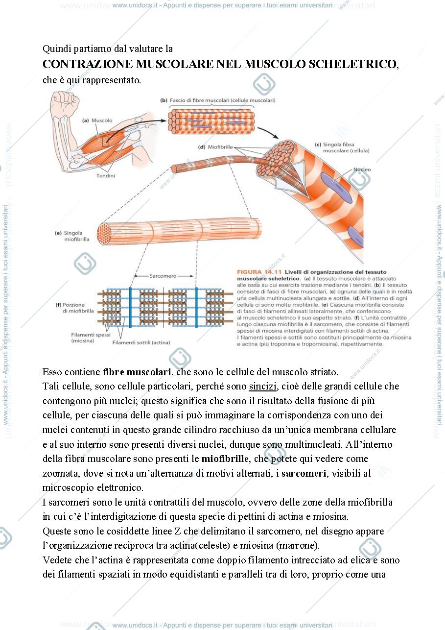 Anteprima pagina 3 — Biologia, lezione 11- LA MOTILITA' CELLULARE