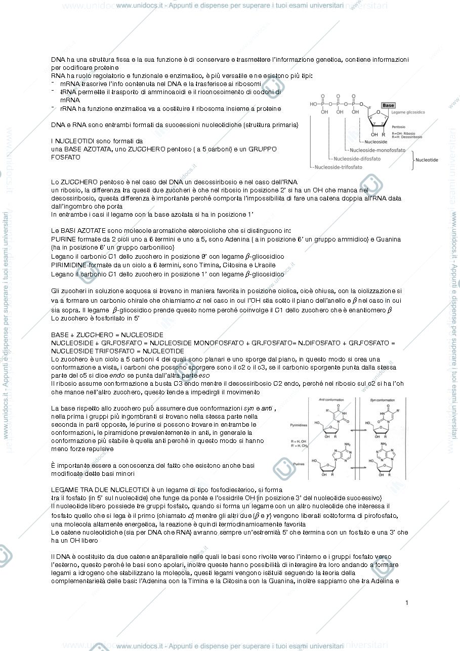 Anteprima pagina 1 — riassunto biologia molecolare 