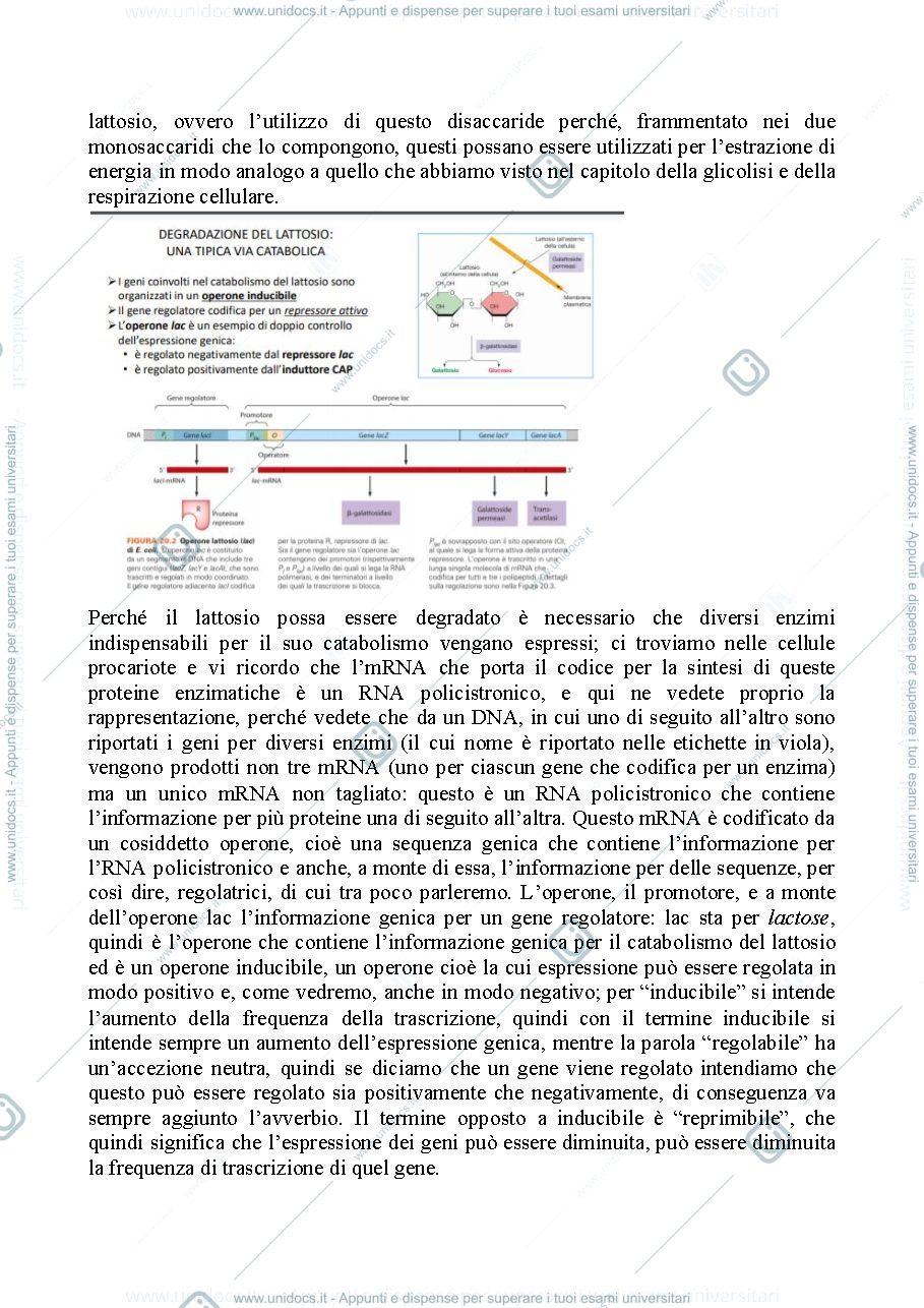 Anteprima pagina 3 — Biologia, lezione 15- REGOLAZIONE DELL'ESPRESSIONE GENICA