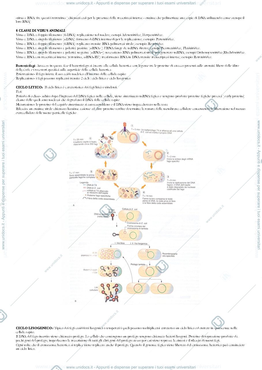 Anteprima pagina 2 — biologia animale e vegetale