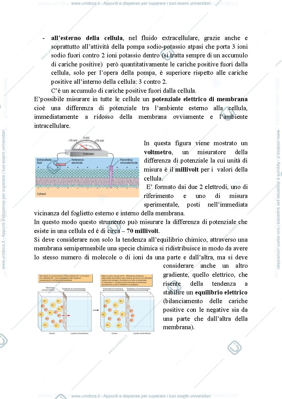 Anteprima pagina 2 — Biologia, lezione 16-MECCANISMI DI TRASDUZIONE DEL SEGNALE: I. SEGNALI ELETTRICI E SEGNALAZIONE SINAPTICA NEI NEURONI.