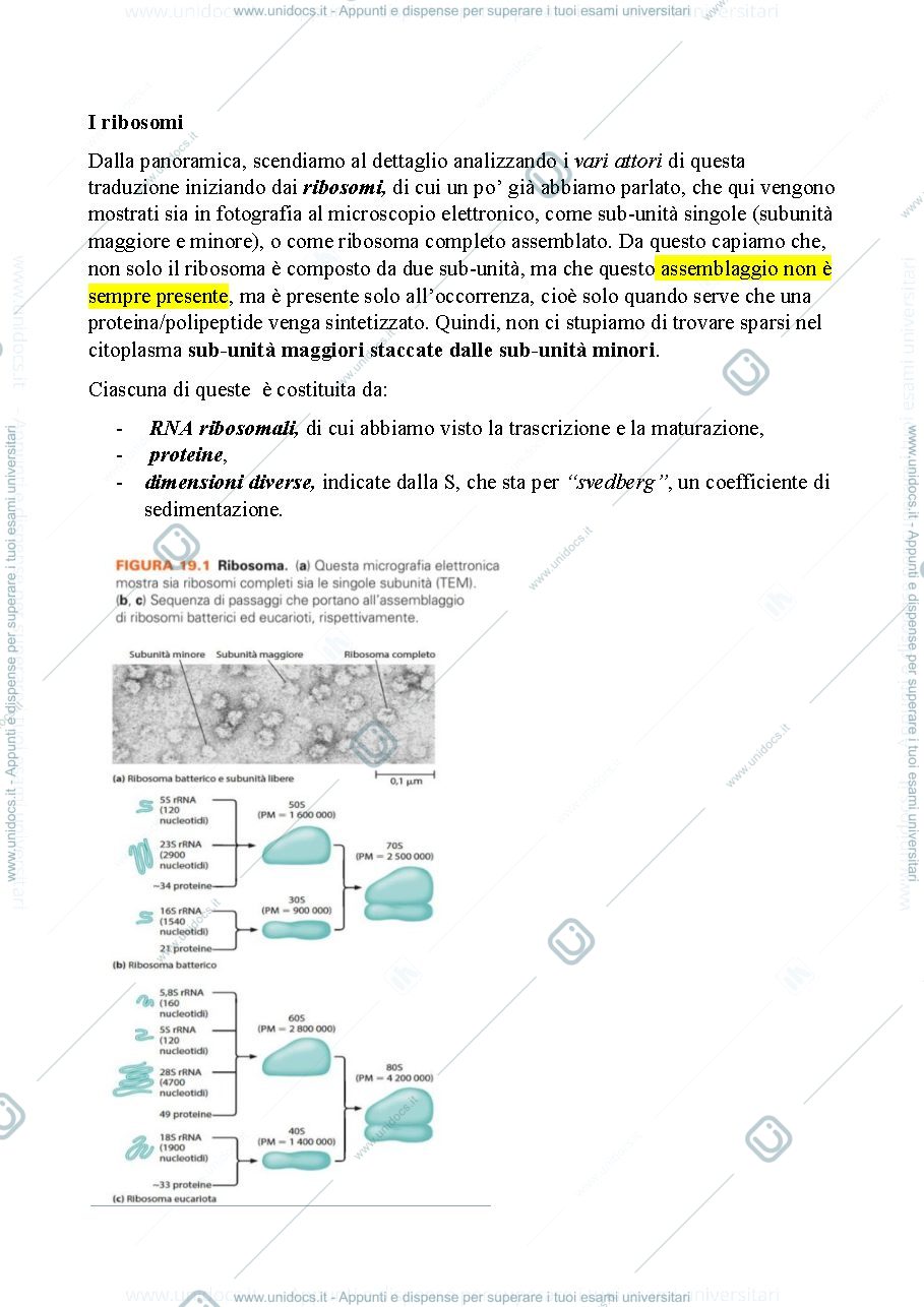 Anteprima pagina 3 — Biologia, lezione 14- L'ESPRESSIONE GENICA