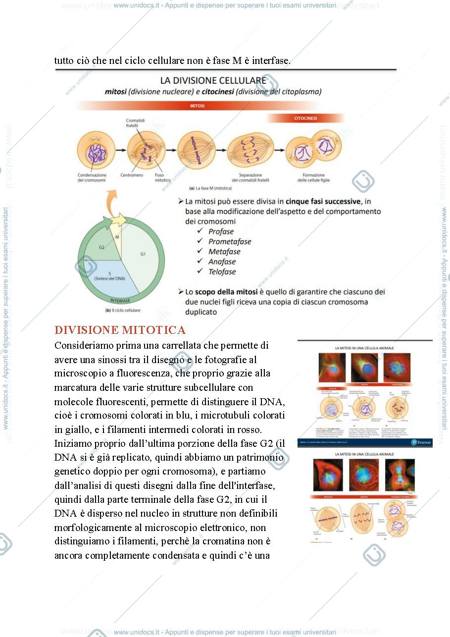 Anteprima pagina 2 — Biologia, lezione 18- MITOSI E REGOLAZIONE DEL CICLO CELLULARE