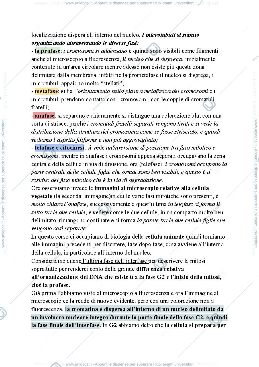 Anteprima pagina 3 — Biologia, lezione 18- MITOSI E REGOLAZIONE DEL CICLO CELLULARE
