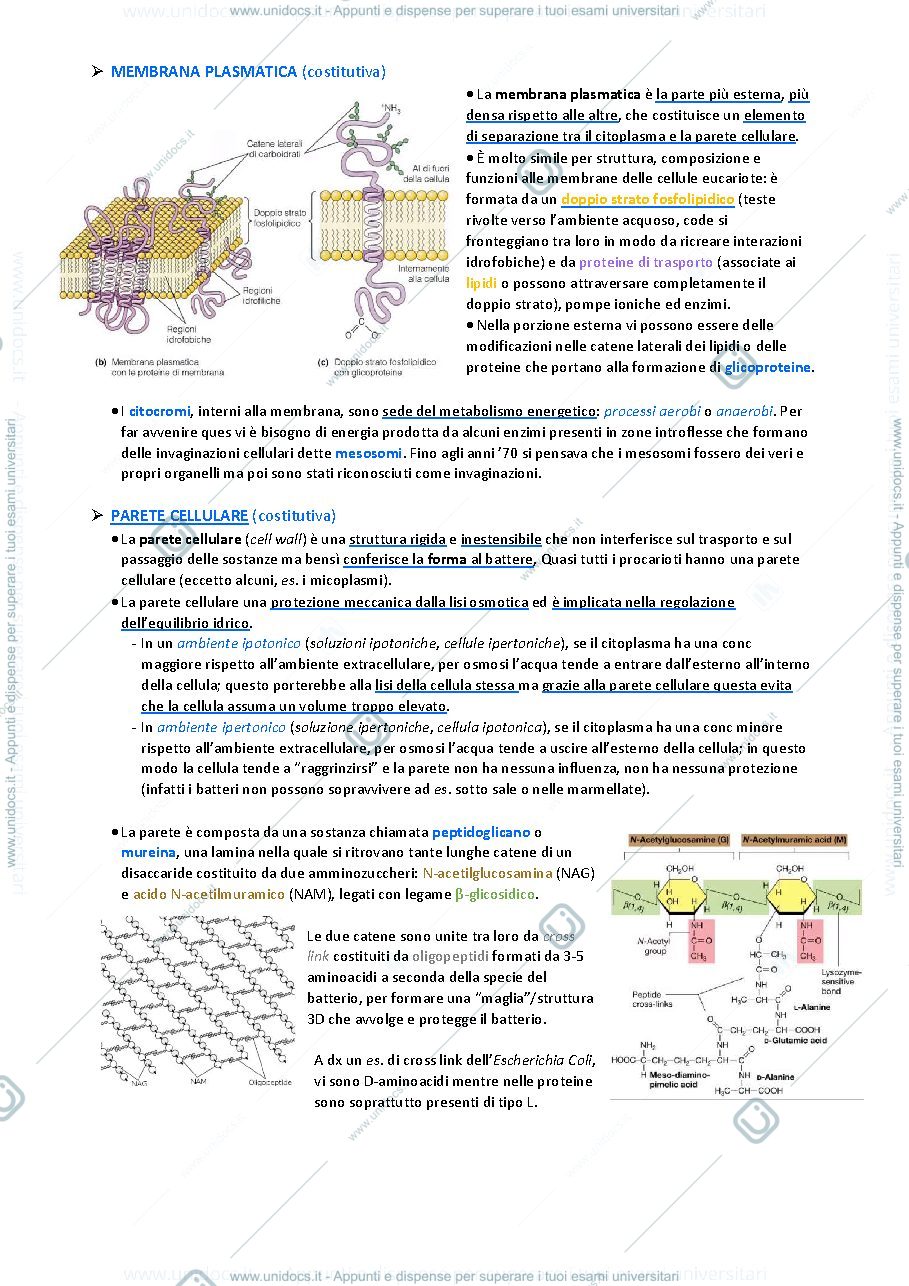 Anteprima pagina 2 — Biologia animale e vegetale 