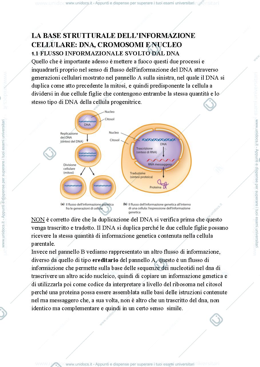 Anteprima pagina 1 — Biologia, lezione 12- INFORMAZIONE CELLULARE- DNA, CROMOSOMI E NUCLEO