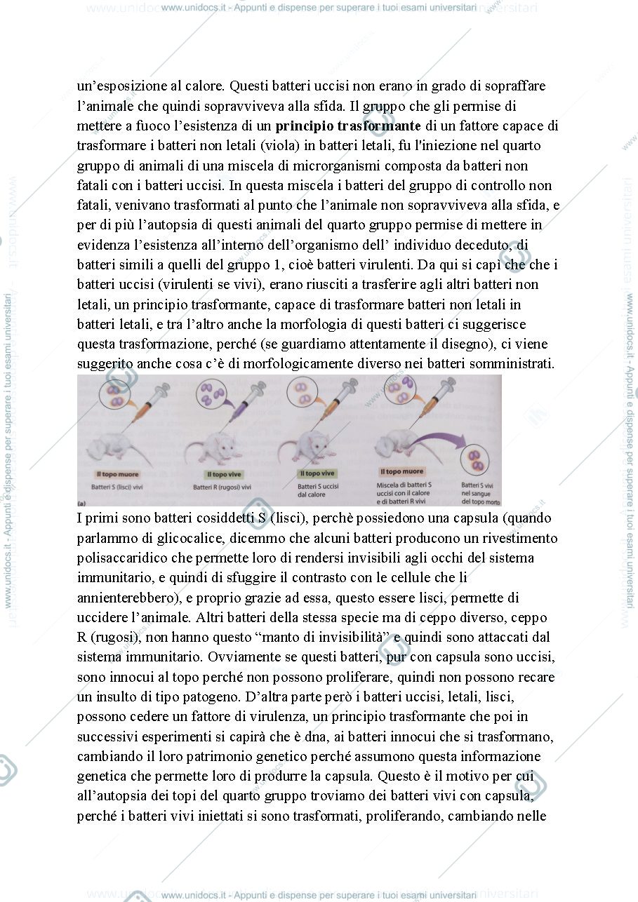 Anteprima pagina 3 — Biologia, lezione 12- INFORMAZIONE CELLULARE- DNA, CROMOSOMI E NUCLEO